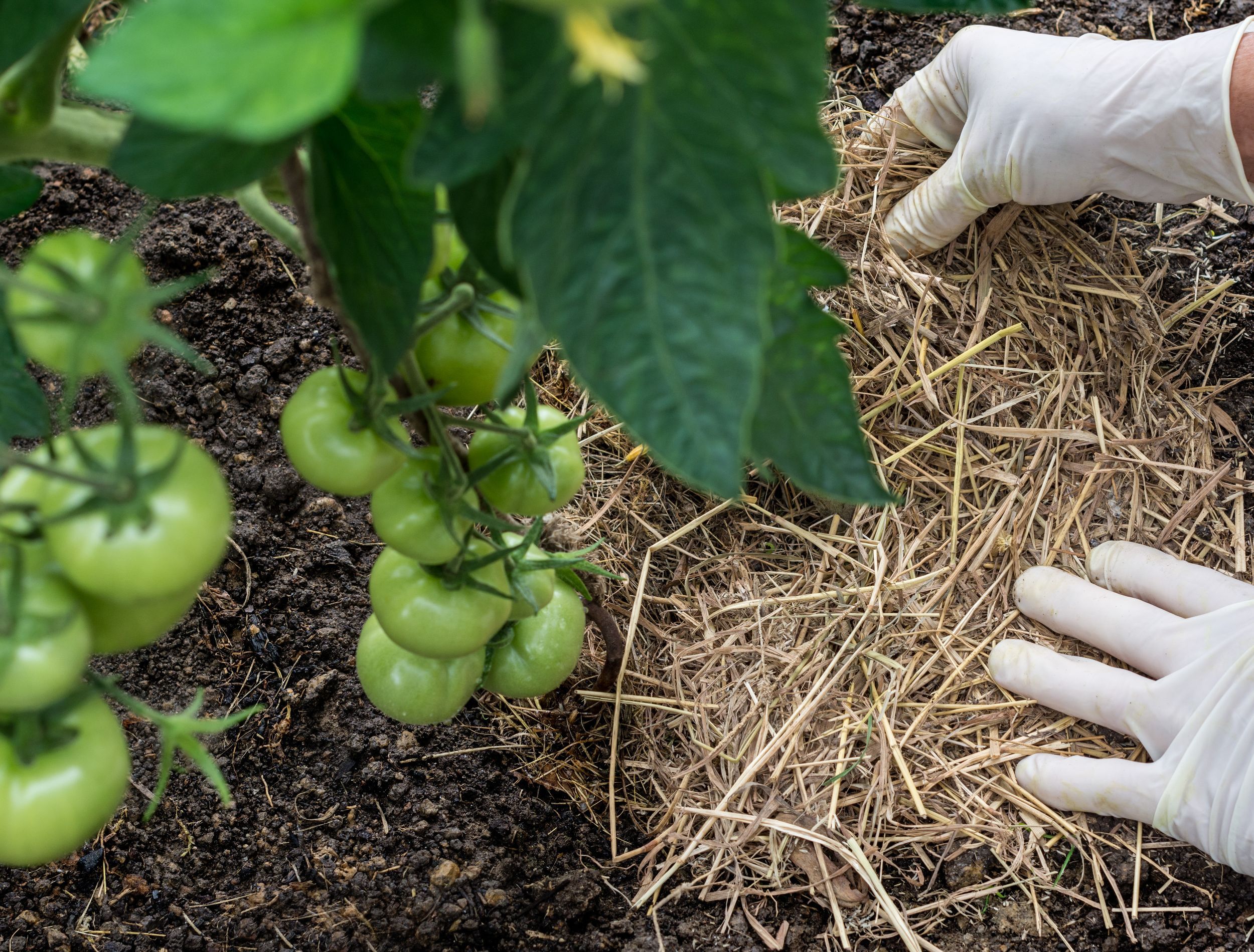 Should I Mulch My Tomato Plants