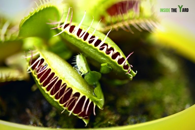 Do Venus Fly Traps Eat Fruit Flies