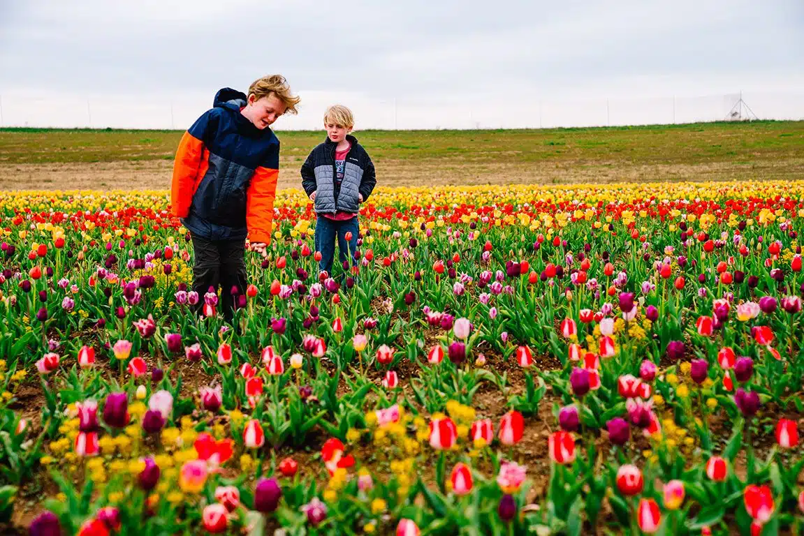 Pick Your Own Tulips Near Me