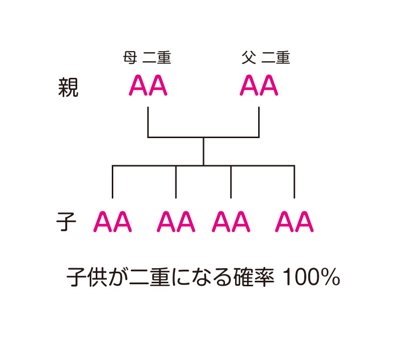 両親が一重で子供が二重になる確率は？遺伝の真相と医学的理由を解説