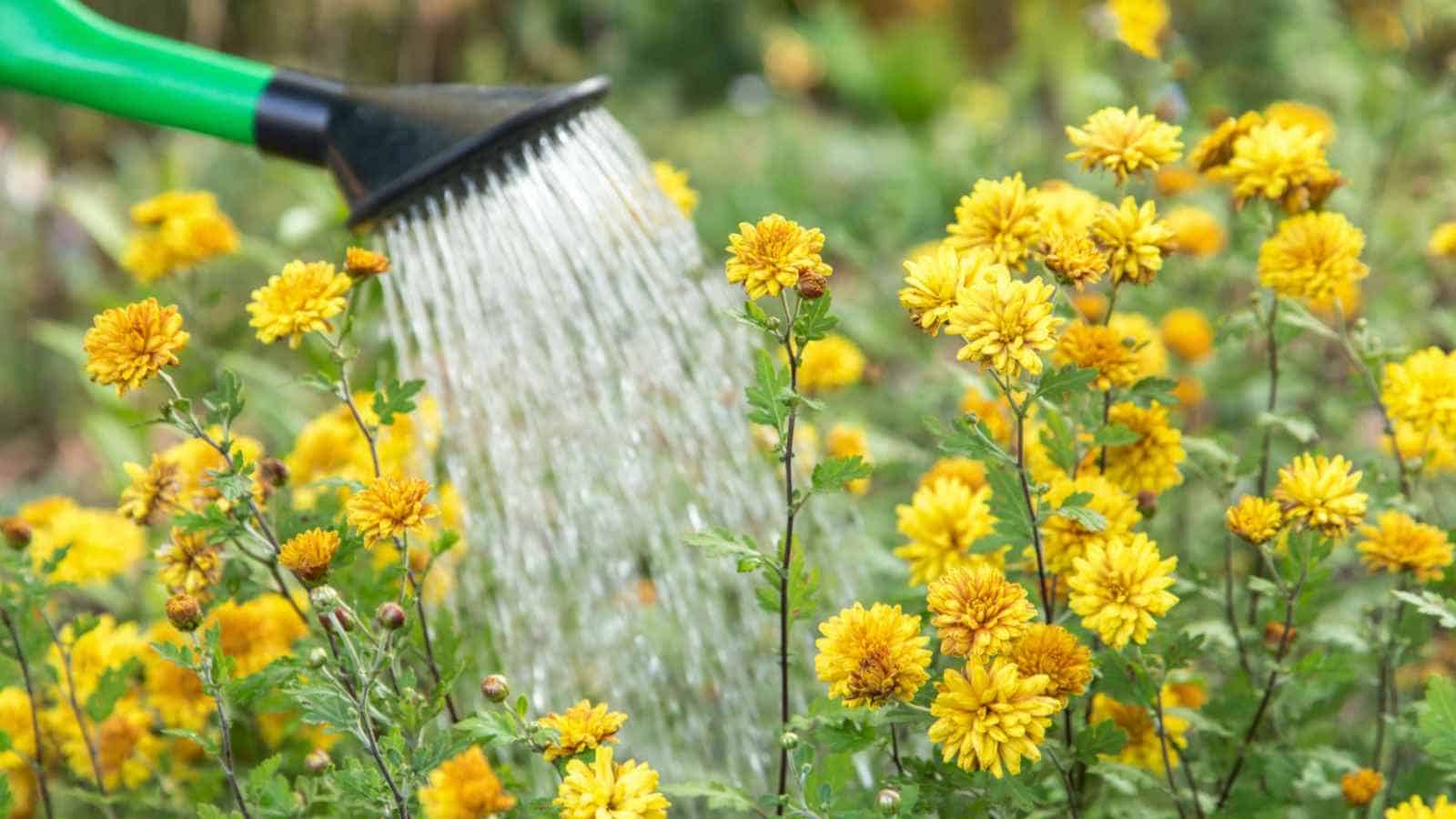 How to Care for Chrysanthemums in September: Watering, Feeding and Deadheading
