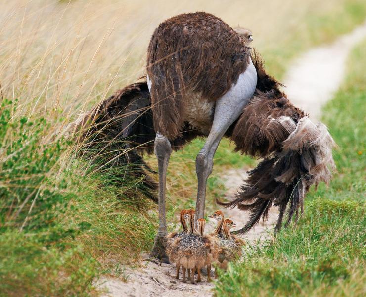Do Ostriches Eat Meat