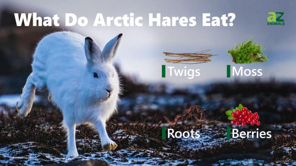 What Do Arctic Rabbits Eat