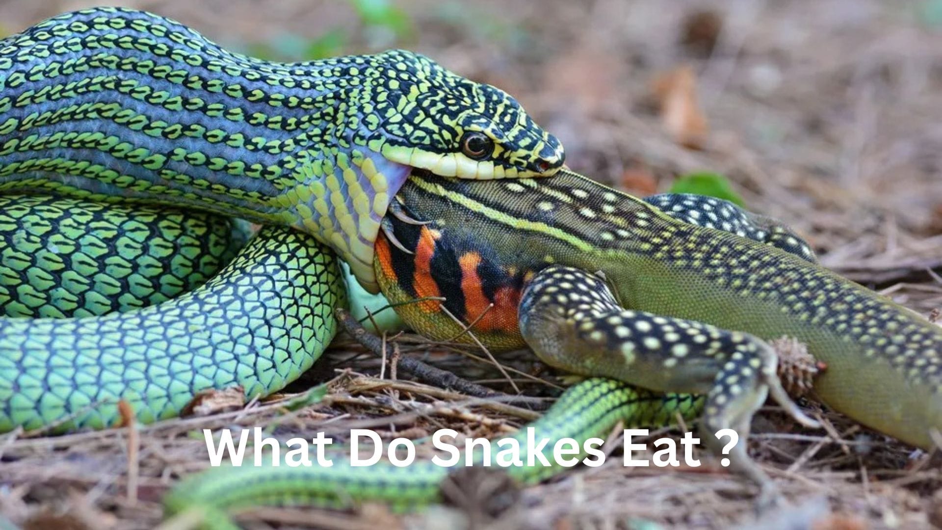 Is Snake Meat Good for Health
