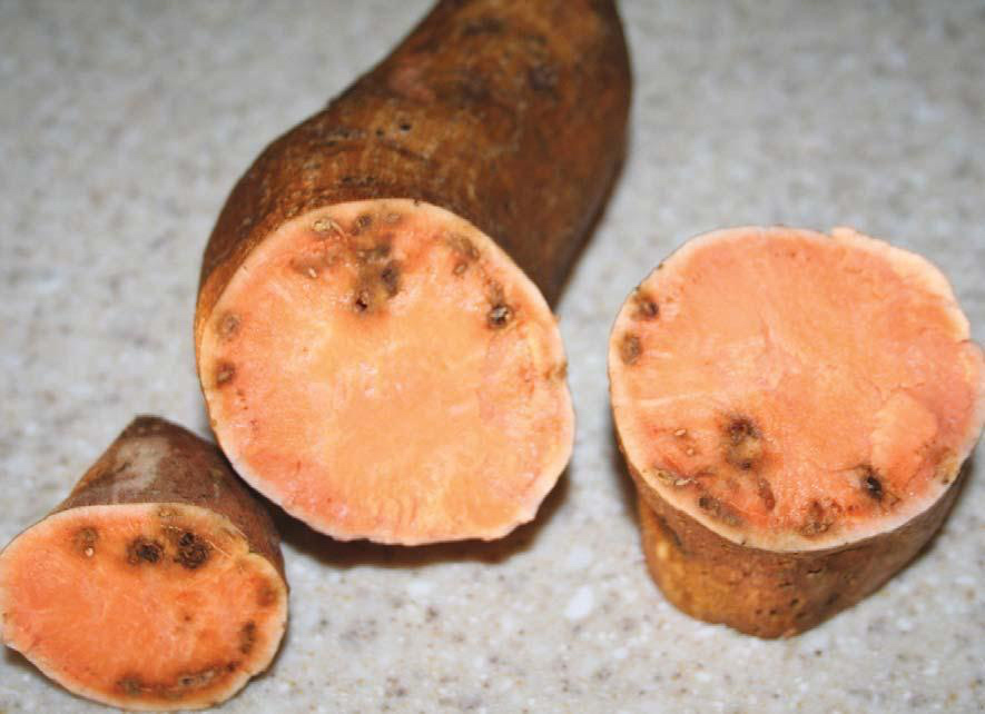 Black Spot Sweet Potato