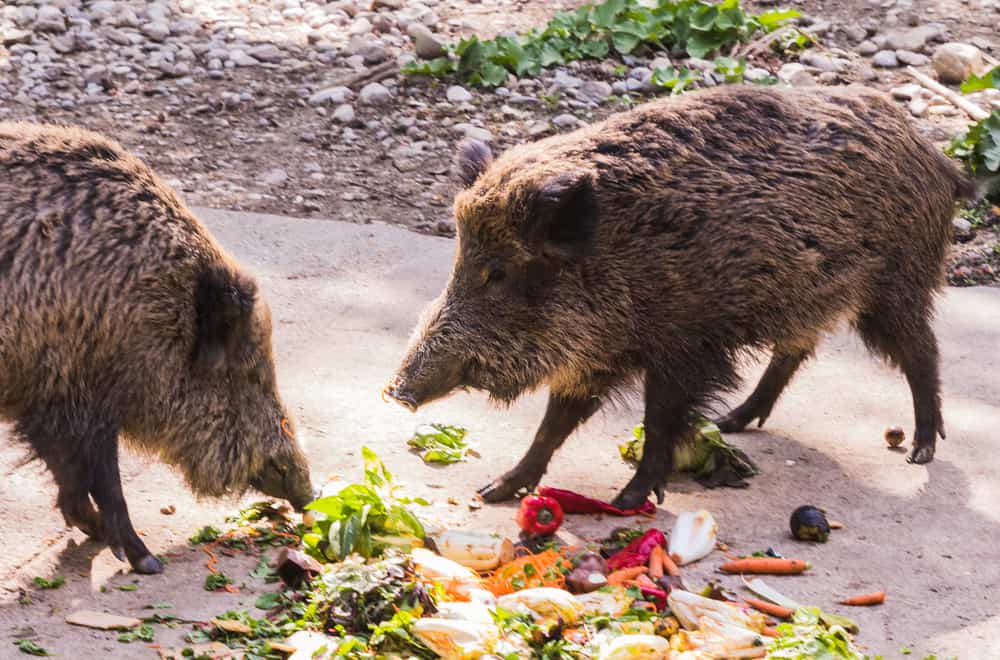 Is Wild Boar Safe to Eat