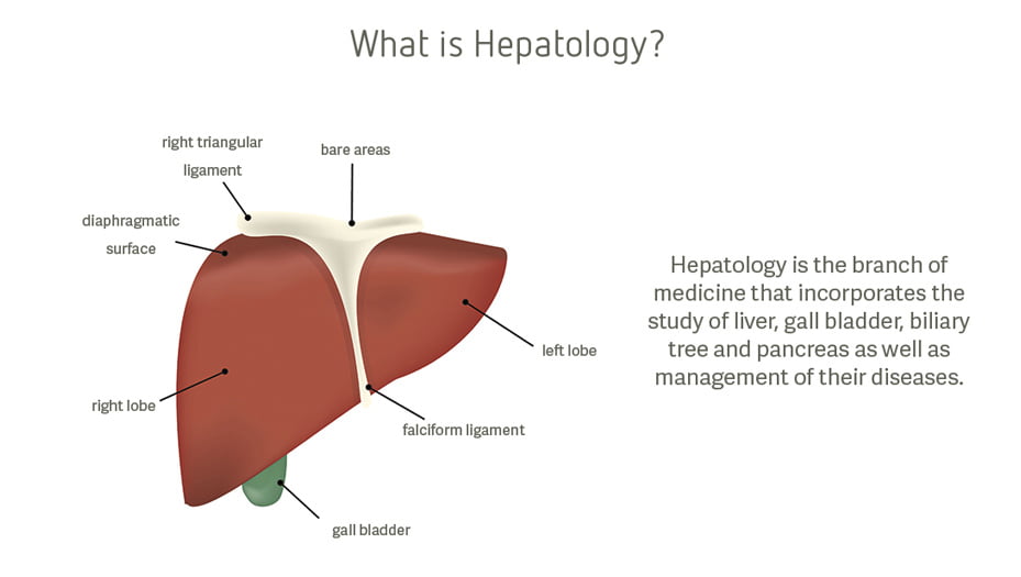 Hepat Medical Meaning