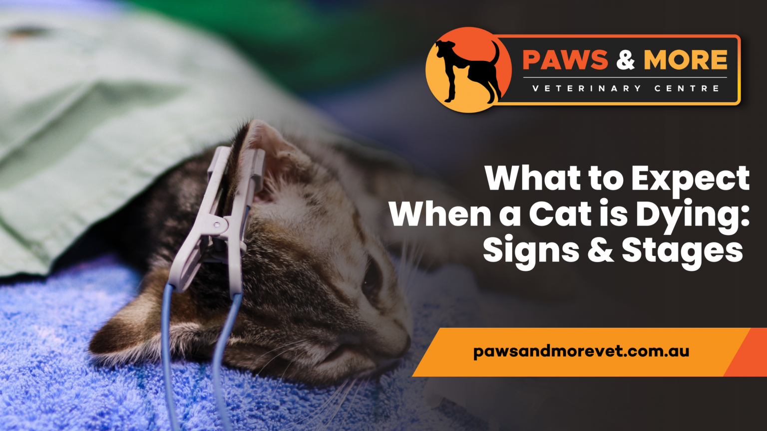What to Do If Your Cat Dies