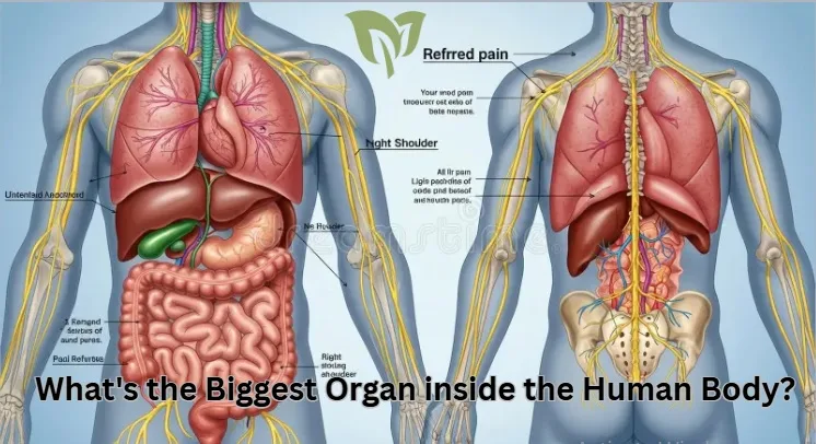 What Is the Biggest Organ Inside the Human Body