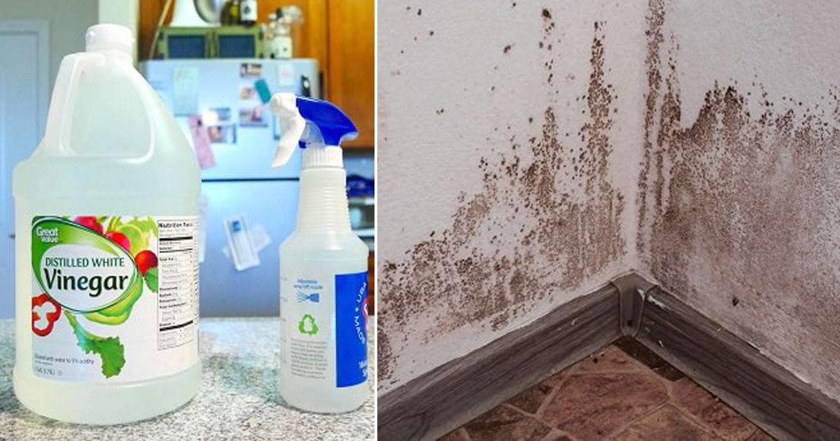 White Vinegar for Mold