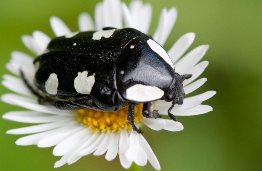 Black and White Bugs on Plants