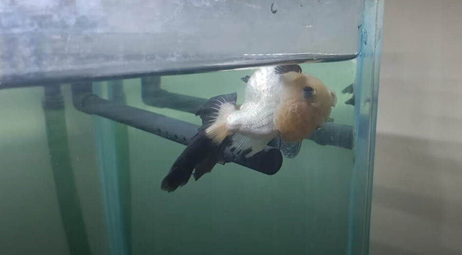 Why Is My Goldfish Swimming Upside Down