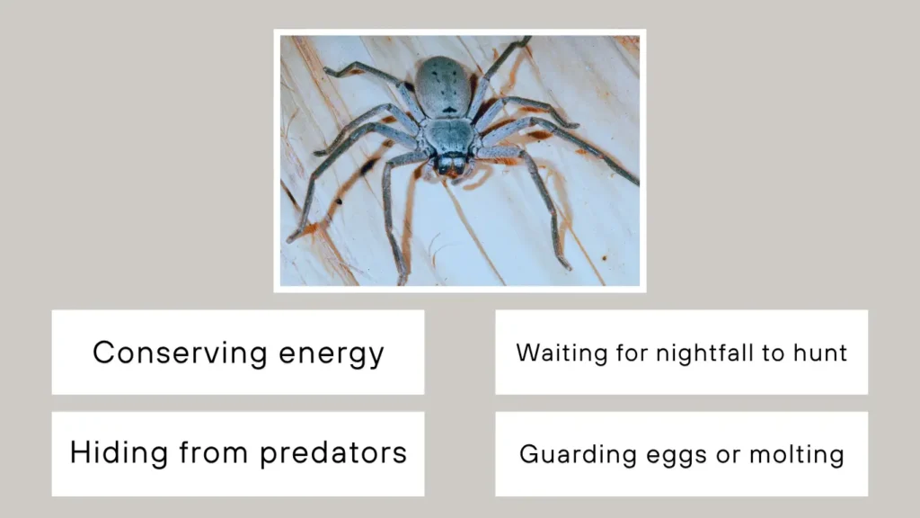Why Would a Spider Stay in the Same Spot for Days
