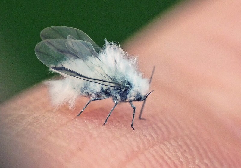 Bug That Looks Like Fuzz