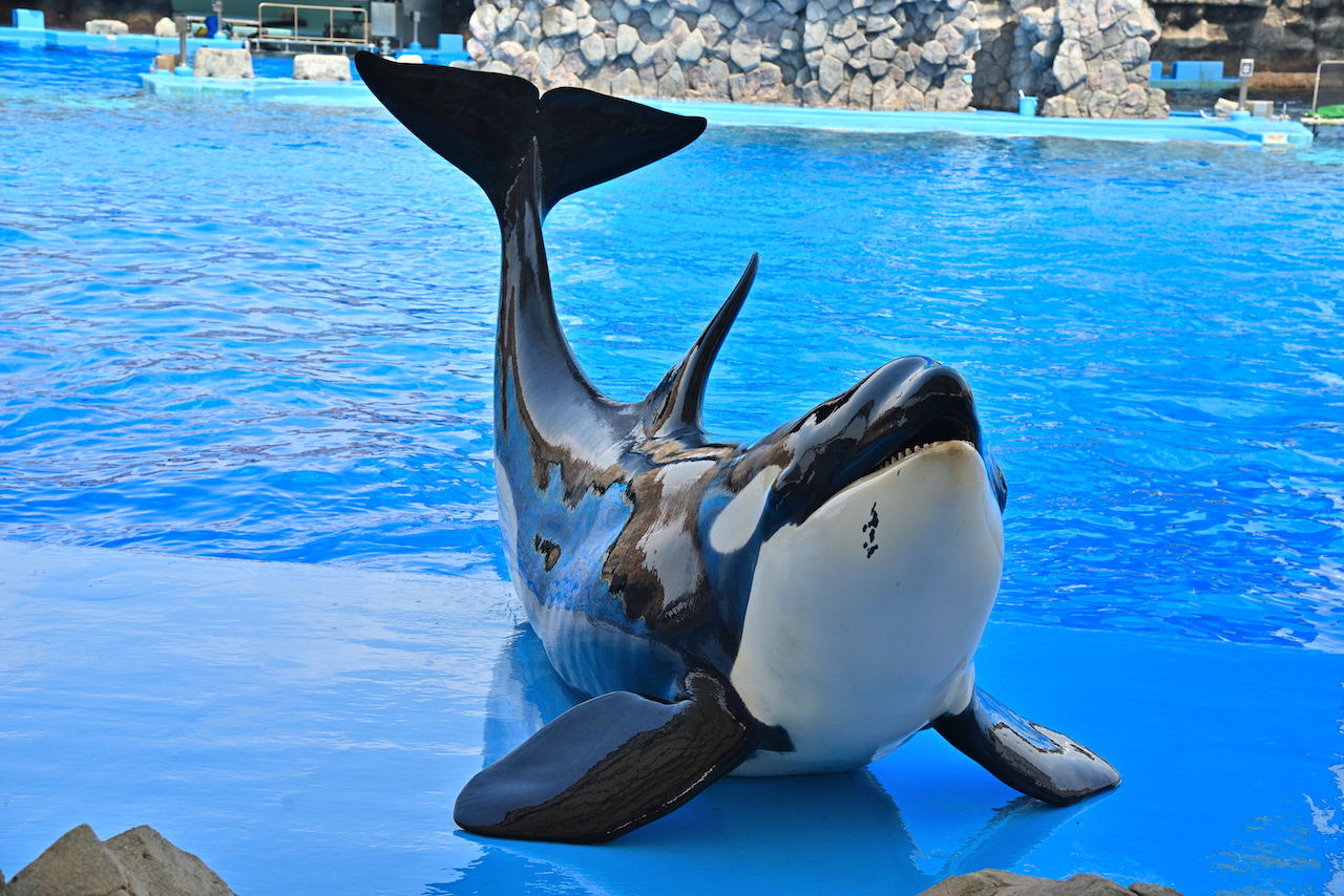 日本でシャチに会える水族館全3館！2026年最新見どころ＆完全攻略