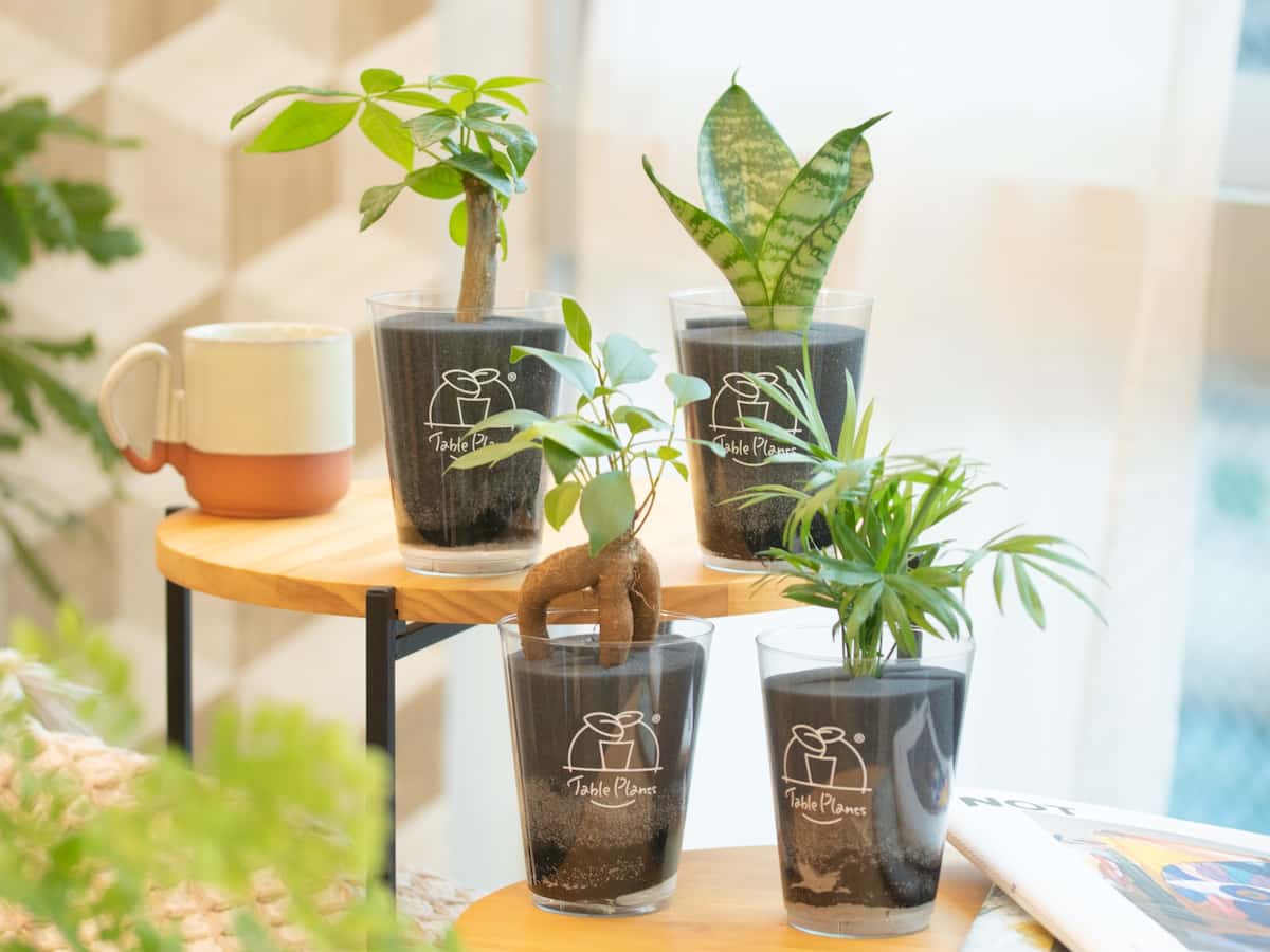 虫嫌いでも安心！土を使わない観葉植物の選び方と枯らさない完全ガイド