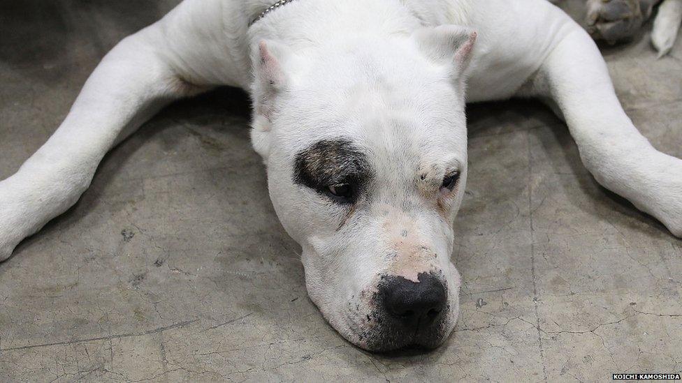 67 Dog Breeds to Be Banned Uk