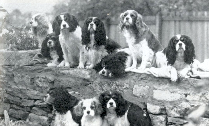 Cavalier King Charles Spaniel History of the Breed