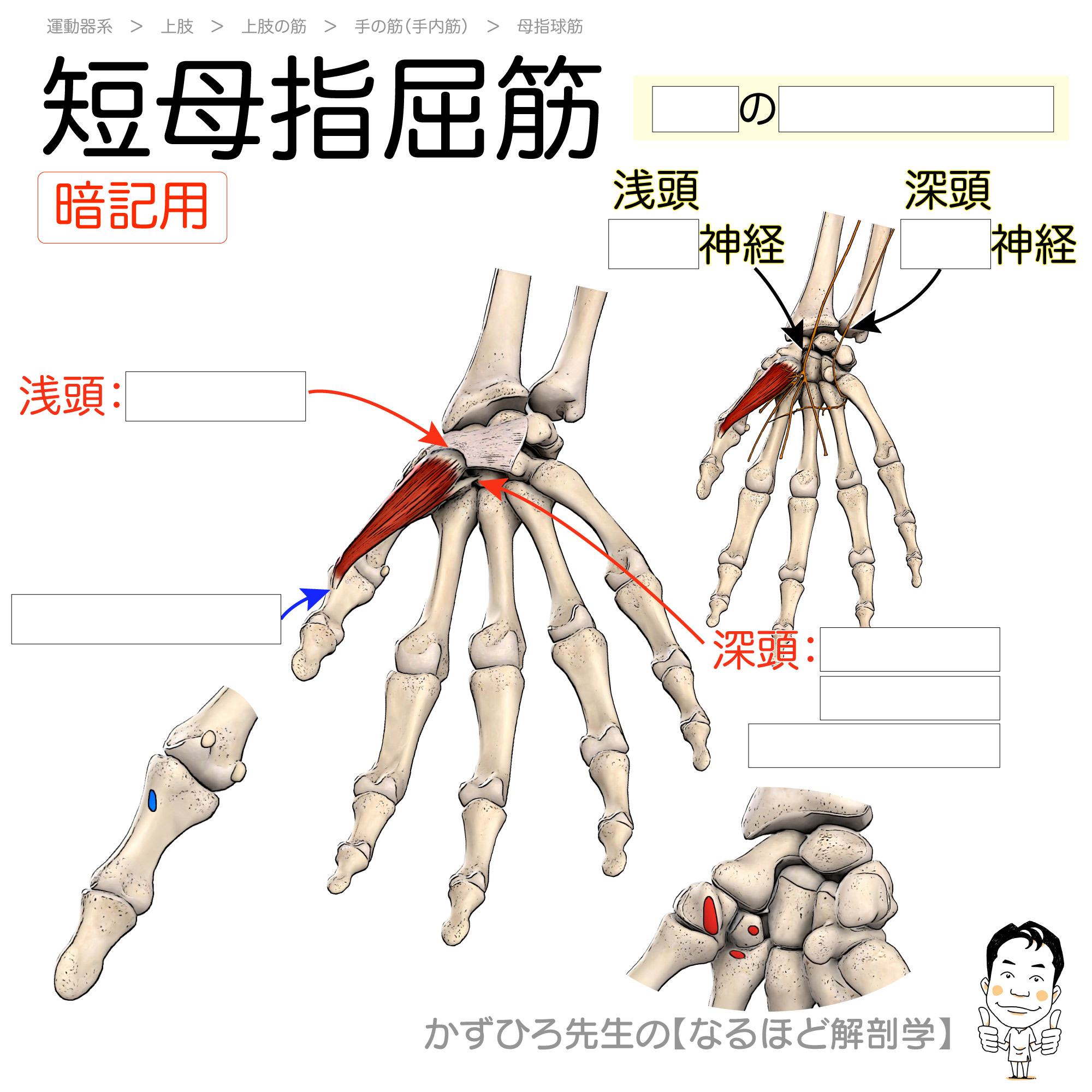 短母指屈筋の二重神経支配と作用の全貌｜親指の付け根が痛む根本理由