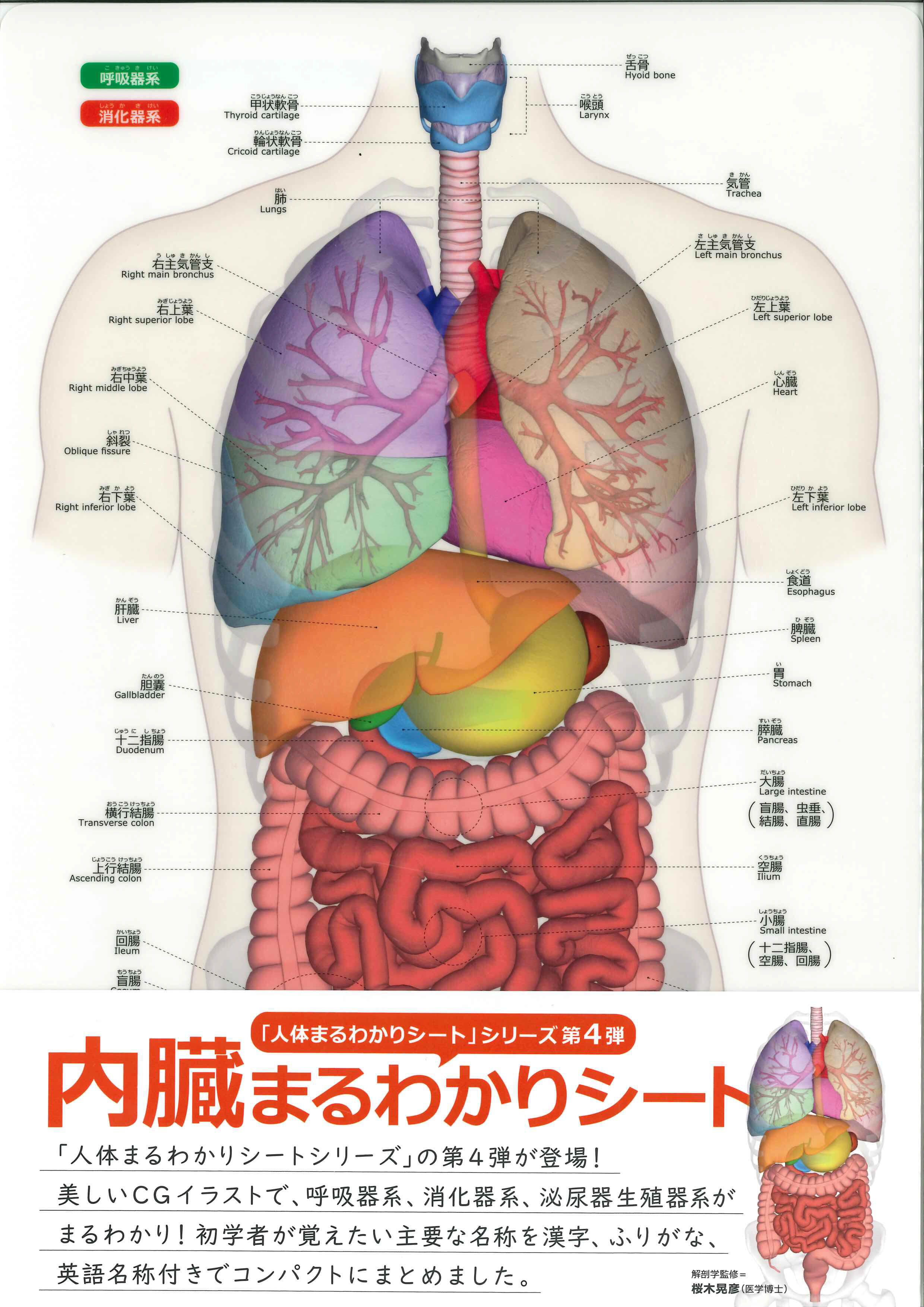 ぽっこりお腹の原因はコレ！内臓の位置のズレを正す最新セルフケア