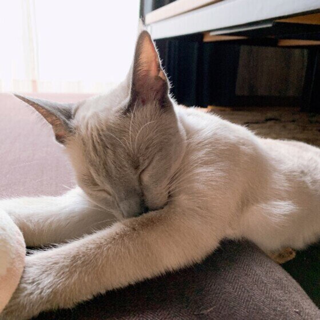 猫がずっと寝ているのは病気？危険なサインと受診の目安を徹底解説