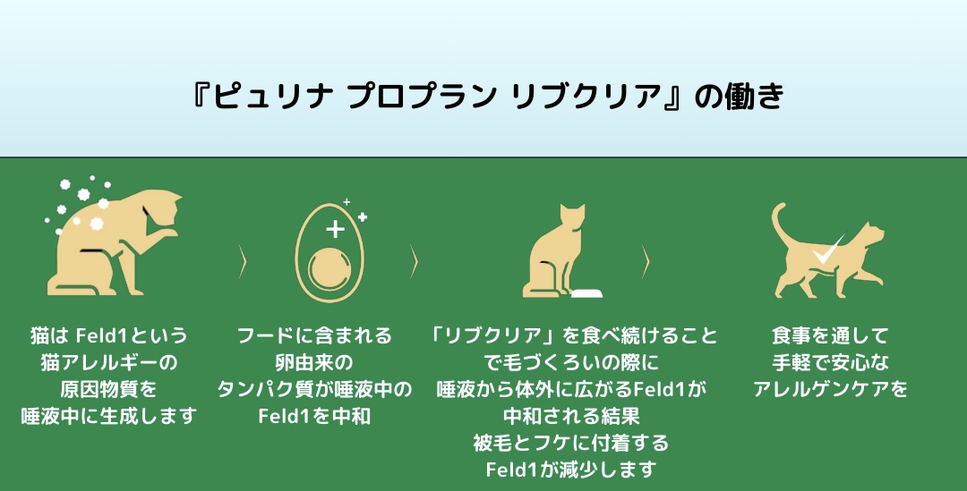 猫アレルギーでも猫と暮らせる？諦める前の最新対策と飼い方完全ガイド