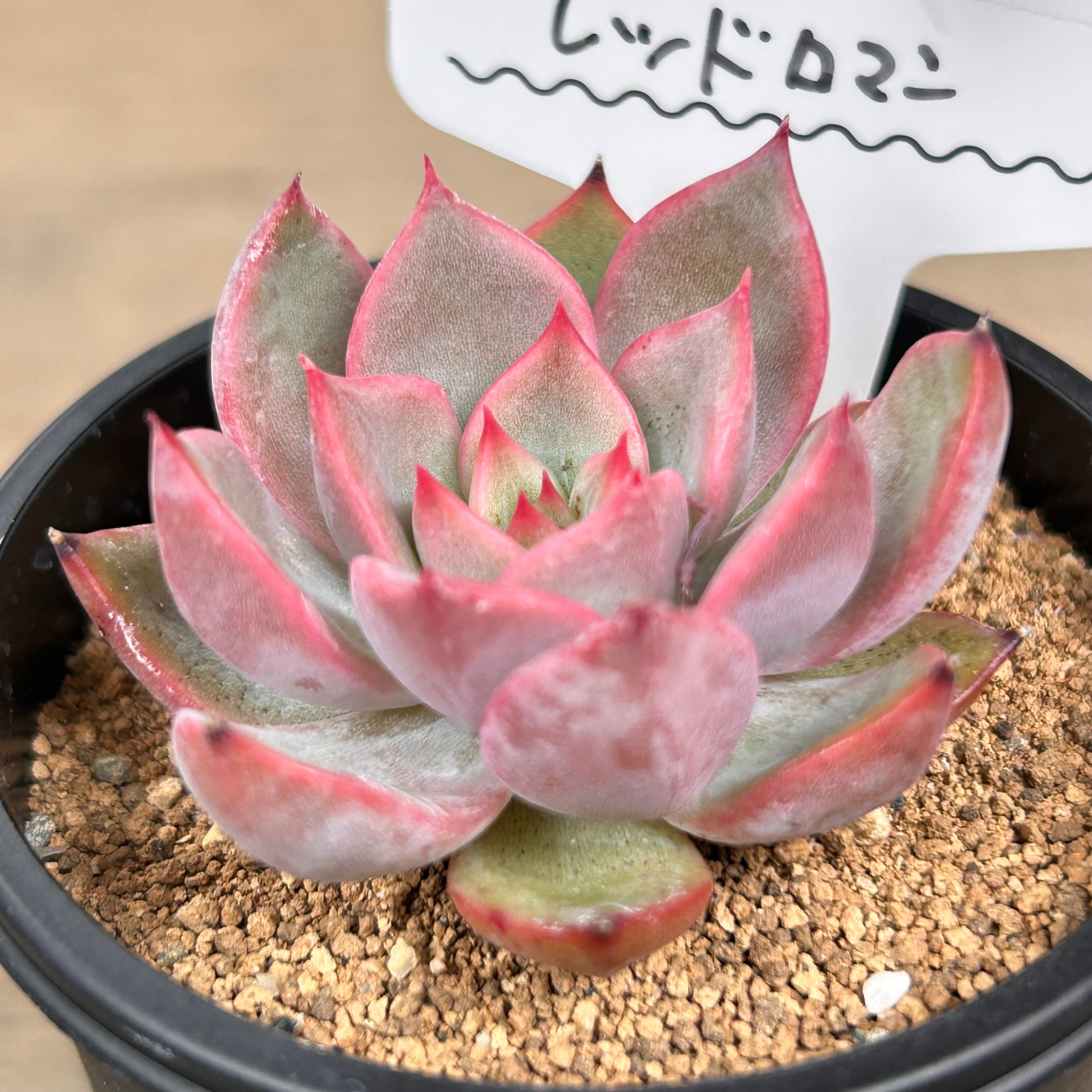 幻の赤ぶどう「レッドろまん」の糖度と旬｜2026年実食評価と通販事情