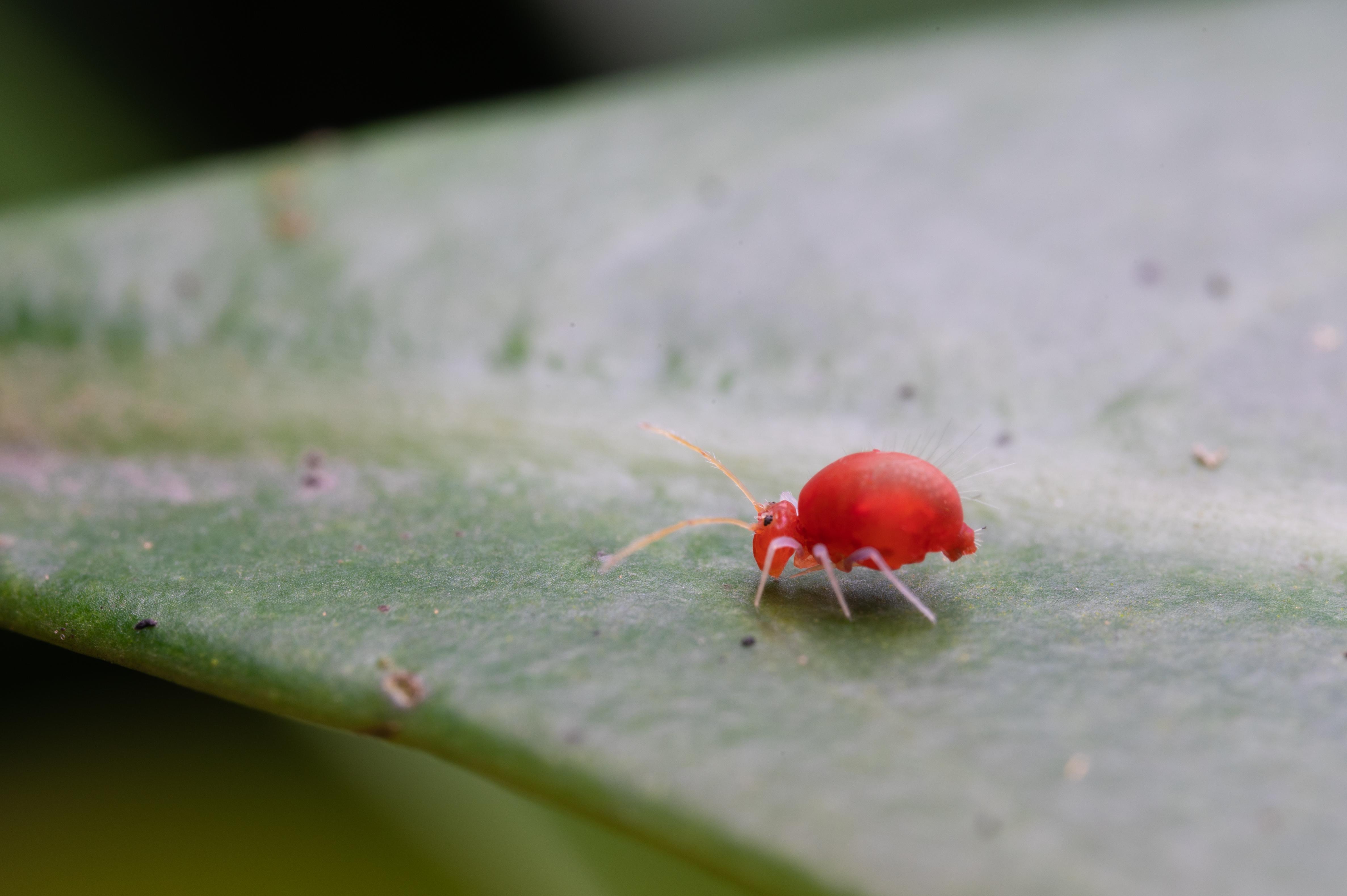 Very Small Red Bugs