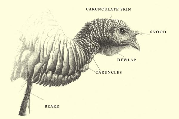 Parts of a Turkey Neck