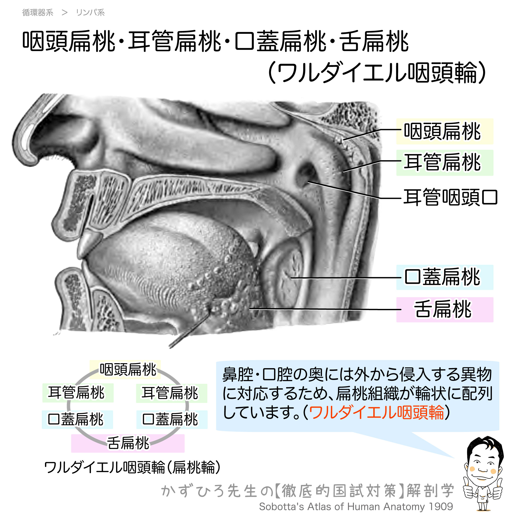 ワルダイエル咽頭輪の役割とは？喉の免疫最前線と４大扁桃を徹底解剖