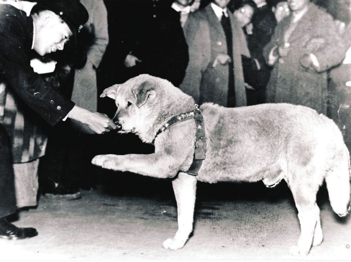 忠犬ハチ公が渋谷駅で10年待った真相｜死因の科学的解明と美談の裏側