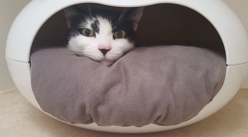 Little Paws N Claws Cattery & Small Animal Boarding Medway