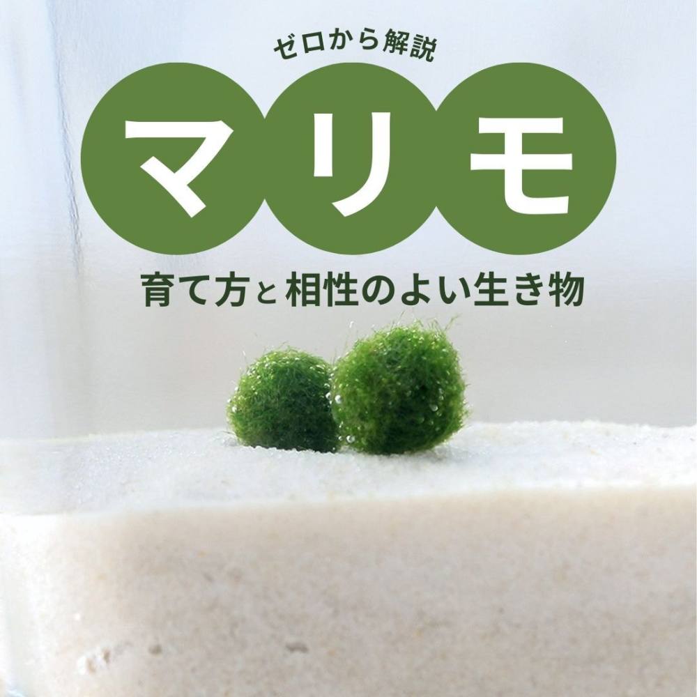 まりもの正しい育て方徹底解説！茶色に変色する原因や浮く真相とは
