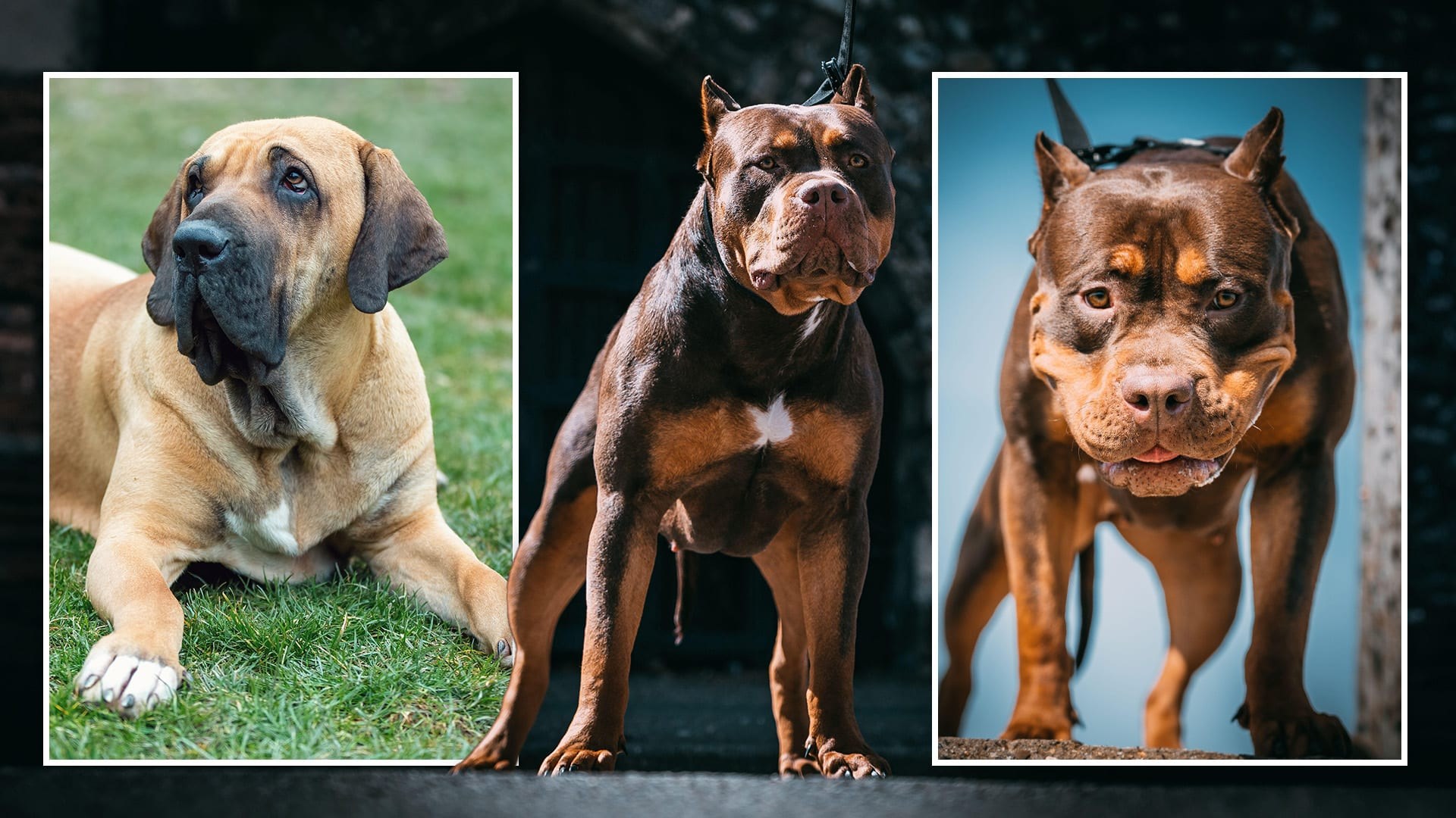Dog Breeds That Are Illegal in the Uk