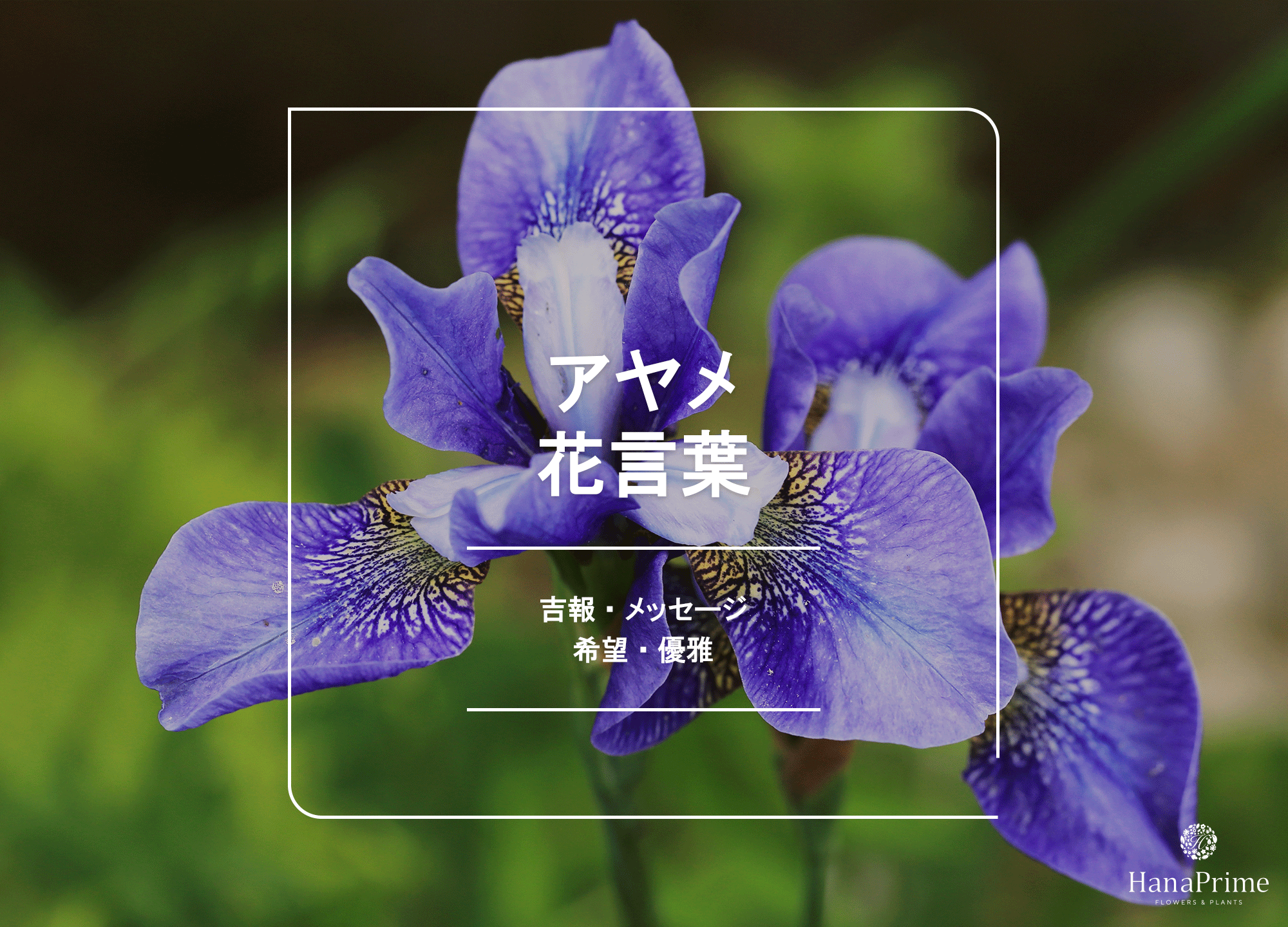 あやめの花言葉に怖い意味はある？色別の象徴と菖蒲との違いを徹底解剖