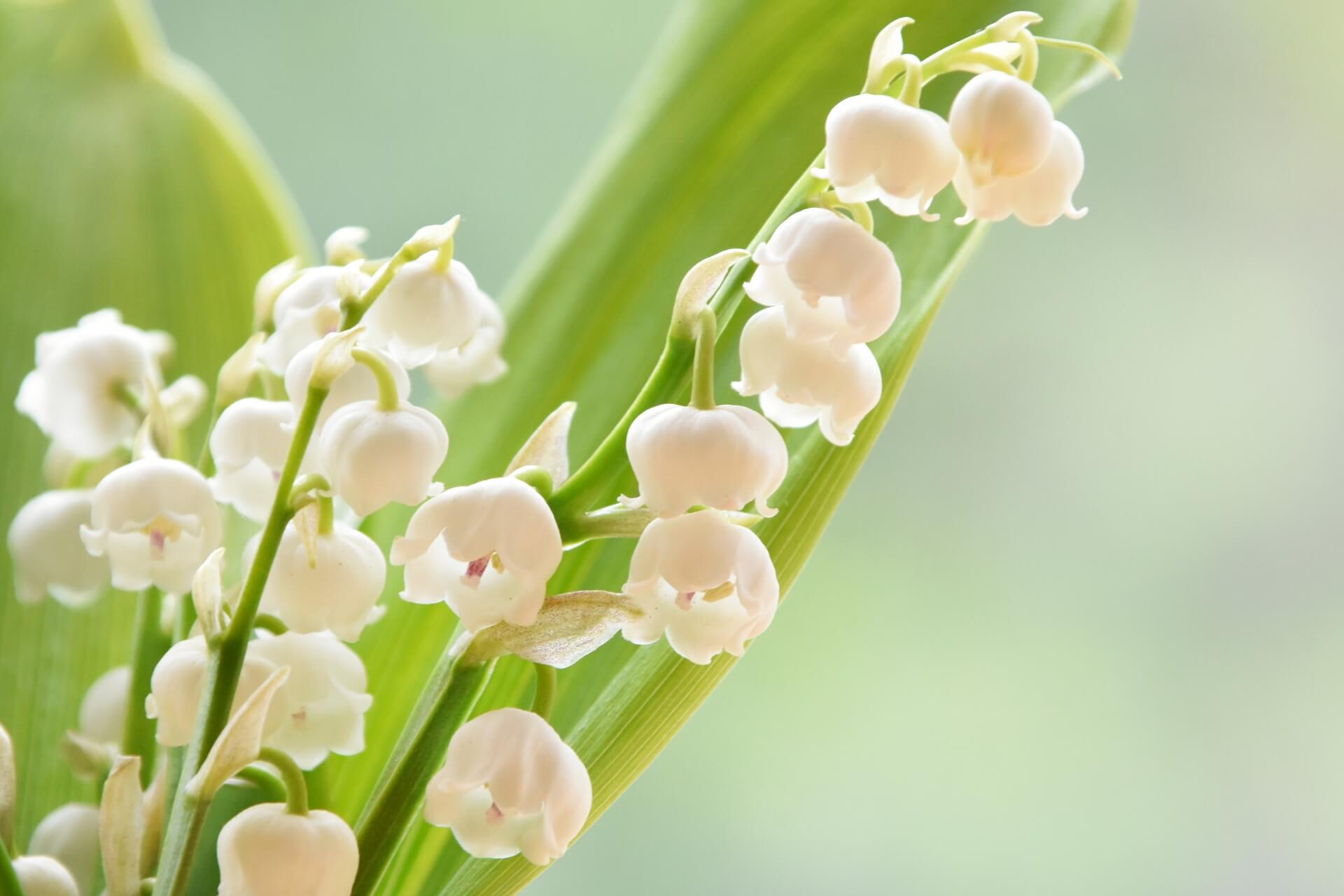 5月の誕生花に隠された意味とは？相手を感動させるギフトの選び方