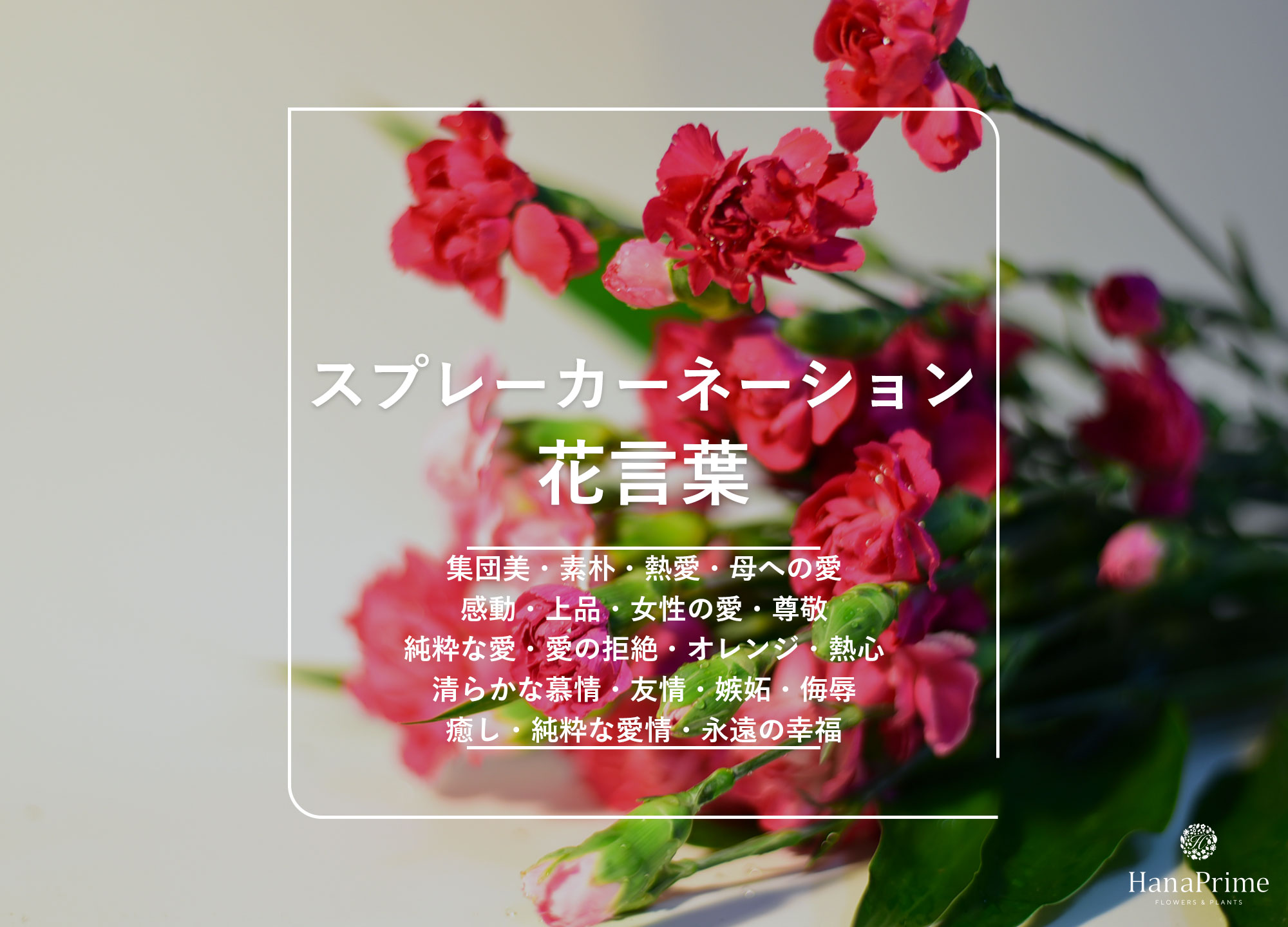スプレーカーネーションの花言葉全解説！色別の意味と母の日ギフト術