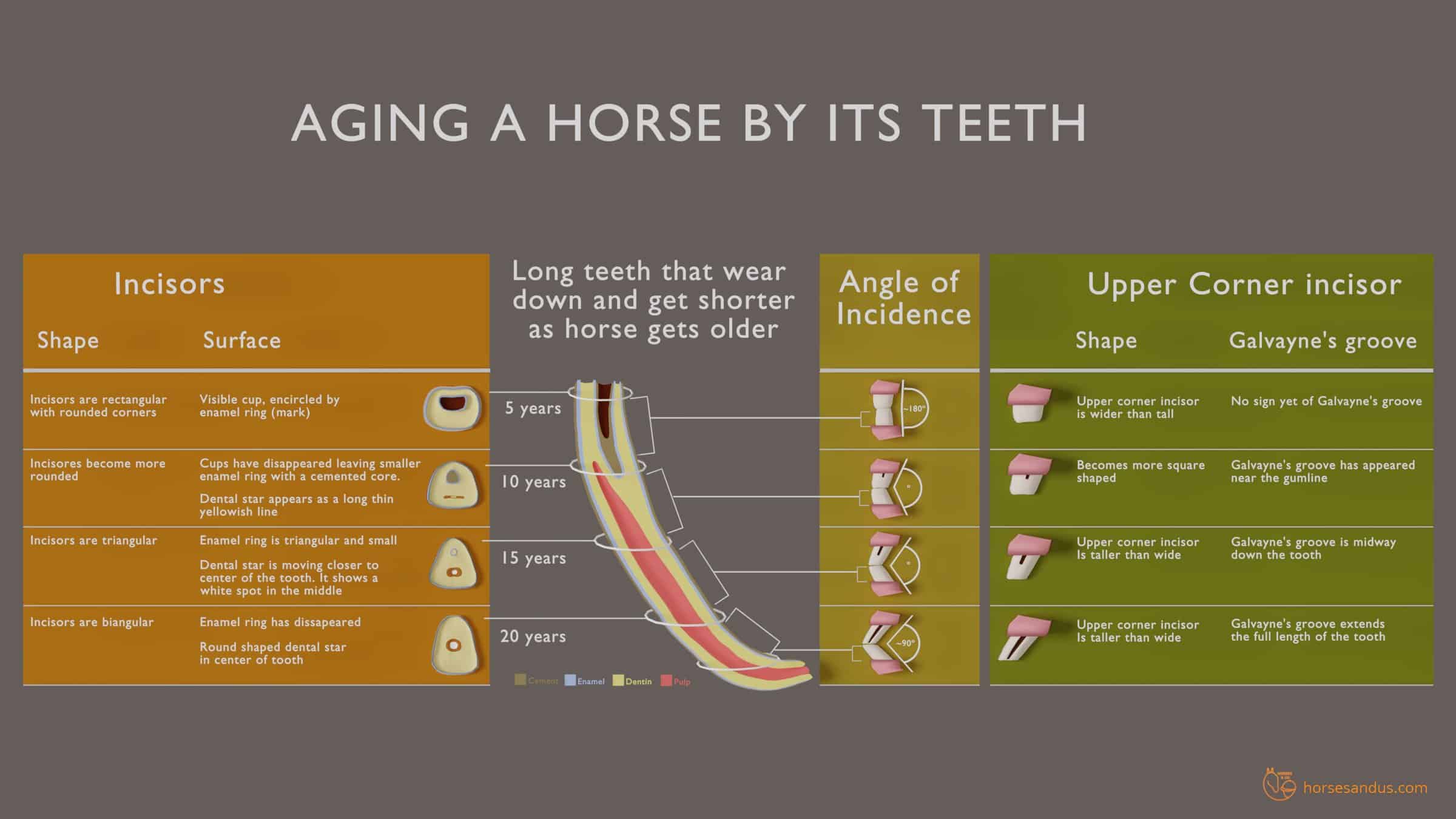 How Can You Tell a Horses Age