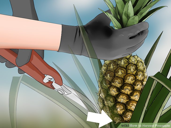 How Do You Pick out a Pineapple