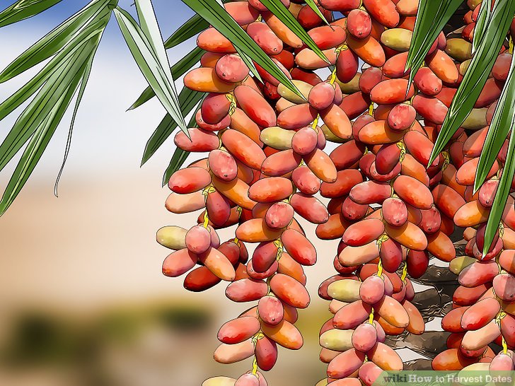 Where Did Dates Come From