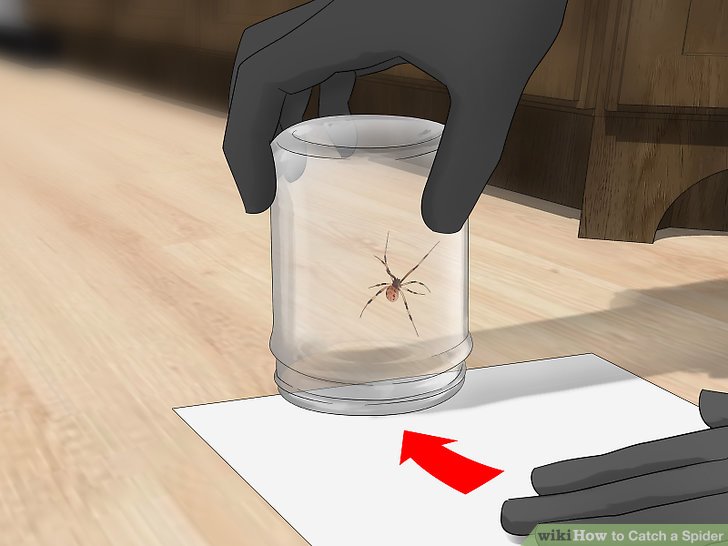 How to Lure out a Spider