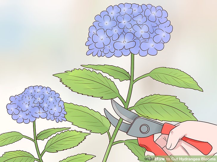 Cutting Flowers off Hydrangeas