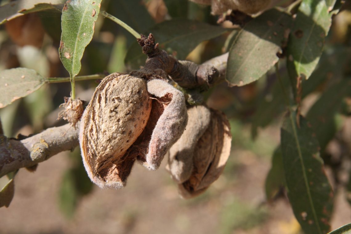 Is Growing Almonds Bad for the Environment