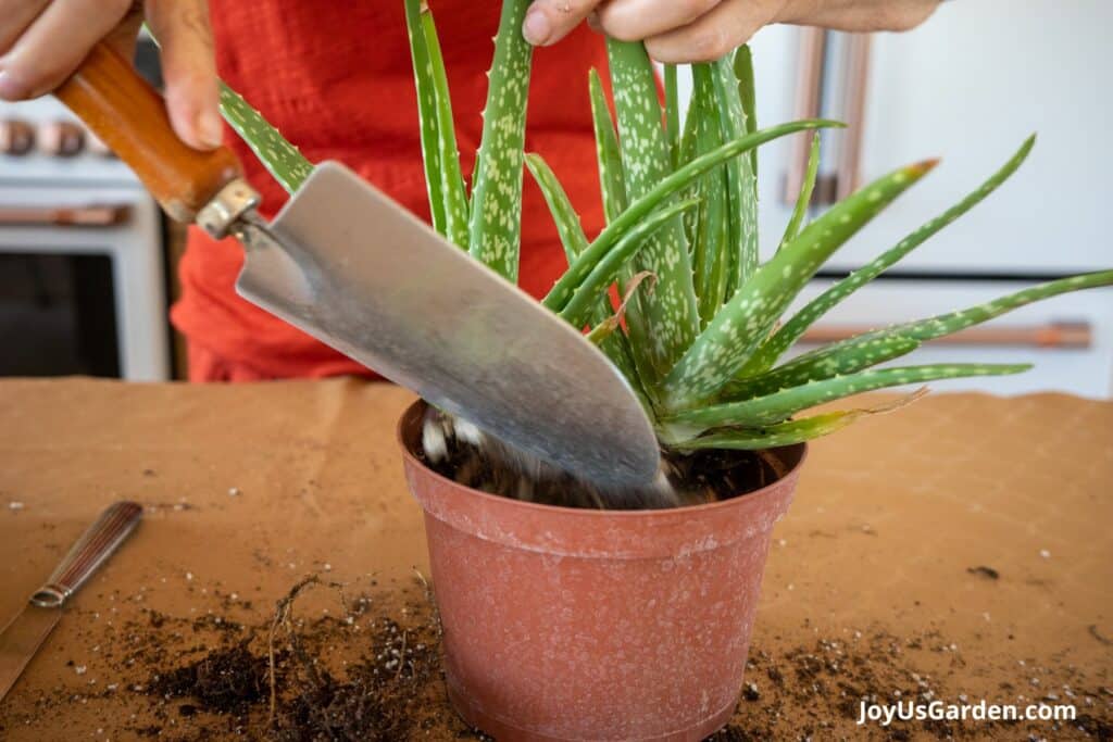 Repotting Aloe Vera Plant