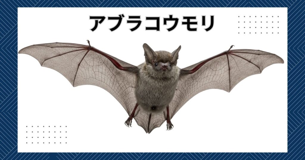 コウモリ折り紙の簡単な折り方！1枚で作るハロウィン飾り完全ガイド