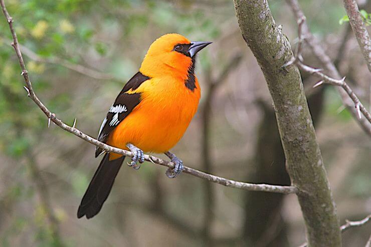Bright Orange Bird Black Wings