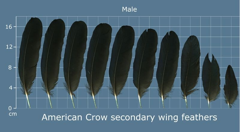 Finding a Crow Feather