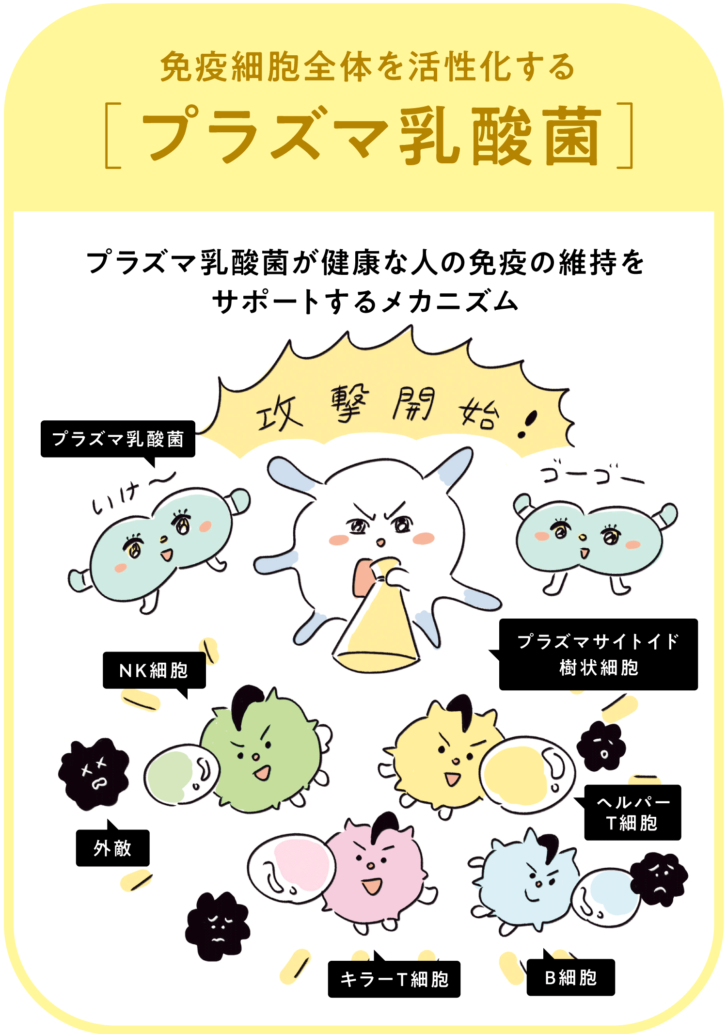 プラズマ乳酸菌とは？普通の乳酸菌との違いと免疫の仕組みを徹底解説