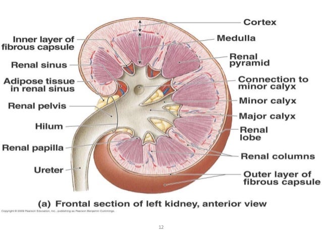 Label the Internal Structures of the Kidney