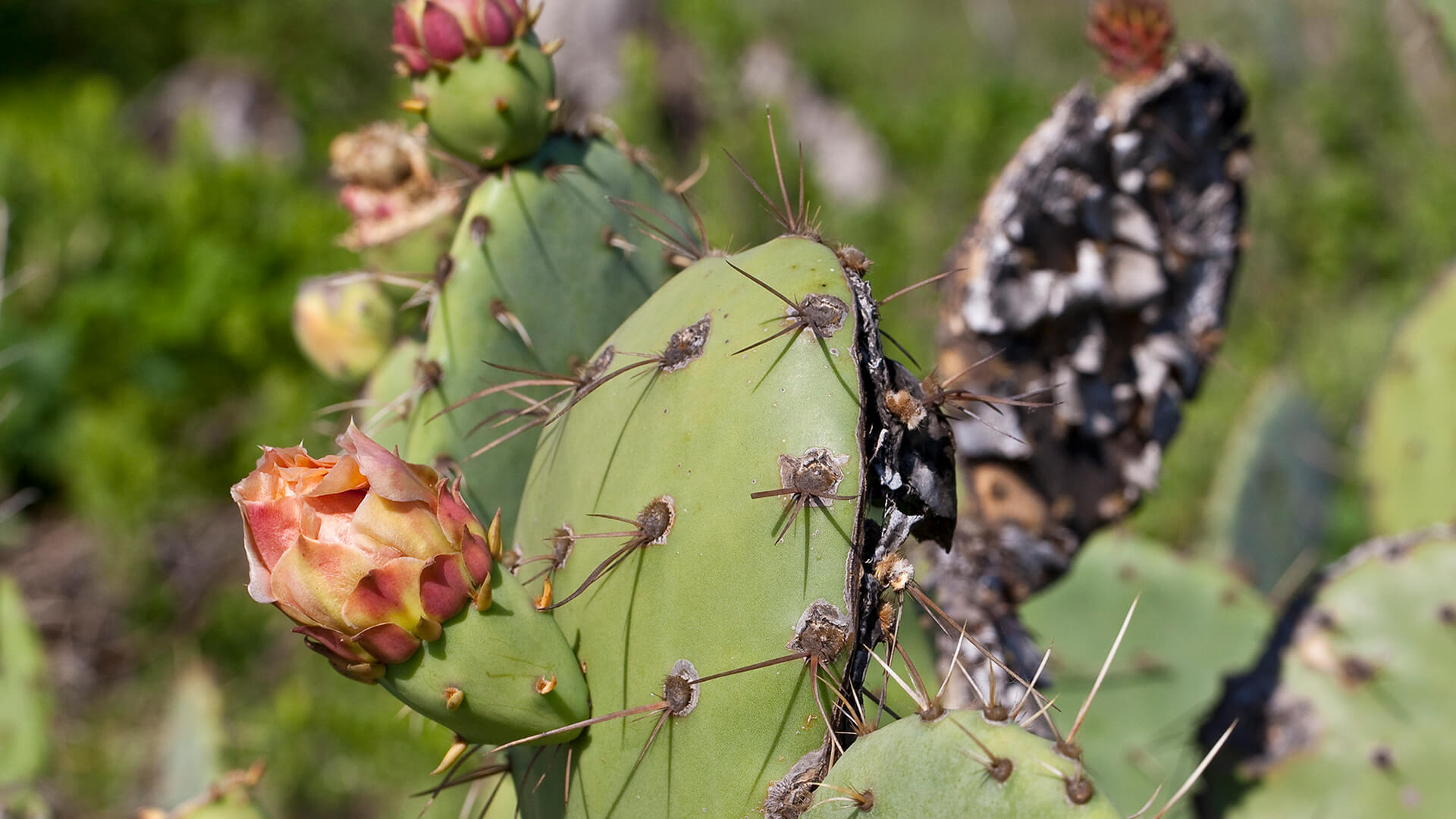 What Do Cactus Eat